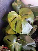Monstera Deliciosa para Interiores - Costilla de Adán - Plantas y Jardinería- Citrus Flowers Plants- Envio incluido - details 2