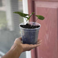 Juego De 5 Macetas De Cultivo Transparentes De Plástico Con Agujeros Para Drenaje Tamaños Variados Para Plantas Y Semillas - details 6