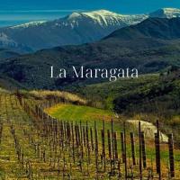La Maragata Godello 2019- vino blancode guarda - Bodegas Pittacum - details 1