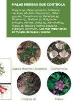 Herbicida Cultivos y  Césped TIDEX Herbicidas Selectivo Sistémico Control de Malas Hierbas de Hoja Ancha   JED SARABIA 100 cc - details 1