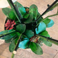 1Pcs Gran Tamaño Artificial Filo De Orquídea Falsa En Latex Toque Real 5 Pétalos Verde Para Jardín De Flores Simulación De Moth - details 1