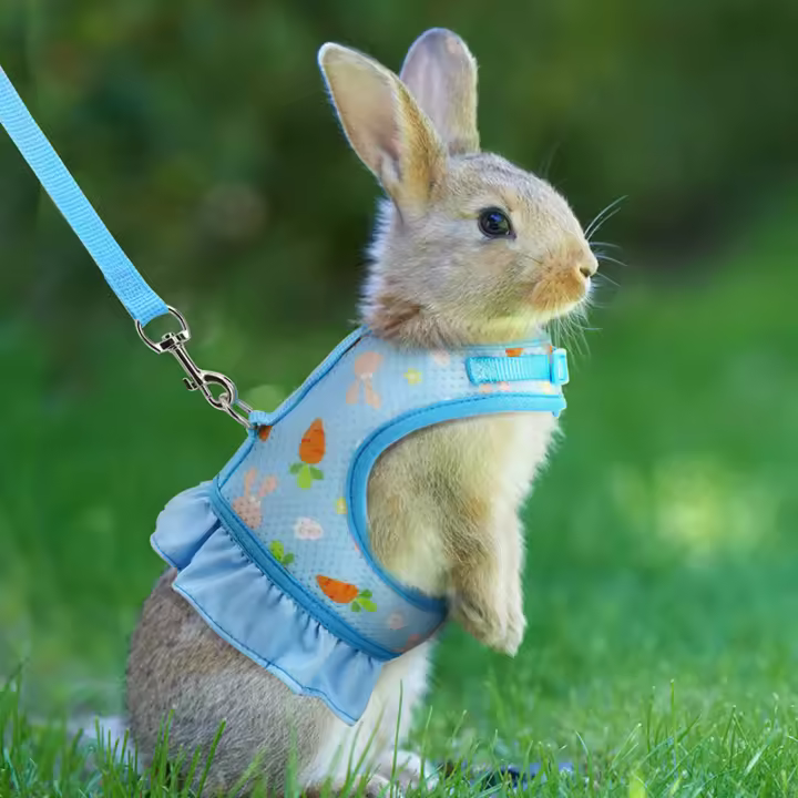 Harnés De Conejo Con Correa Ajustable Y Malla Transpirable Para Cachorro De Conejo Cochinilla Pequeño Animal De Peluche - 1