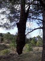 Lote de 2 tarros de Polen 225 g. El Oro de Yeste. Secado natural con el aire de la sierra. - details 0