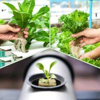 Cubes De Medio De Cultivo De Piedra Ponceada 100/50x Para Cultivo Hidroponico De Semillas Y Plantas Jardín Bloque De Semillero Cultivo Por Inmersión - details 7