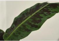 Plantera de Mussa – Estilo Tropical en tu Hogar- Bananero- Palma de Viajero - Citrus Flowers Plants tu vivero de confianza- entregas inmediatas - Urgentes a domiclio - empaquetado excelente - details 1