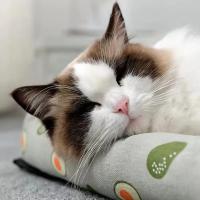Almohadillas De Hielo Para Mascotas De Verano Y Otoño Resistentes Al Desgaste Sillas De Aire Acondicionado Para Perros Y Gatos - details 4