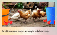 Bol De Agua Automático Para Pollos Gansos Pato Cerdas De Plástico Fácil De Instalar Adecuado Para Cría De Ponedoras - details 3