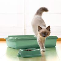 Arenero Con Pala, Gatera de Plástico Más Pala - Caja de Arena Para Gatos - Plastic Forte - details 1