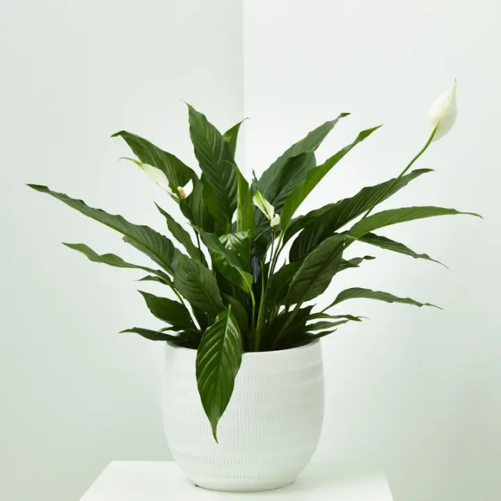 Verdecora - Spathiphyllum Planta de Interior Resistente y Decorativa - Lirio de la paz - 1
