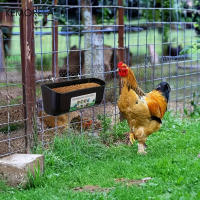 KEMORELA Alimentos Y Agua Para Pollos Gran Capacidad Con Clip Para Pato Y Pollo 4.5 Cuartos Suministros Para Ganado - details 2
