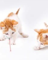 Collar De Juguete Para Gatos Con Láser Inteligente Recargable Por USB Accesorios Interactivos Para Entrenamiento De Mascotas - details 12
