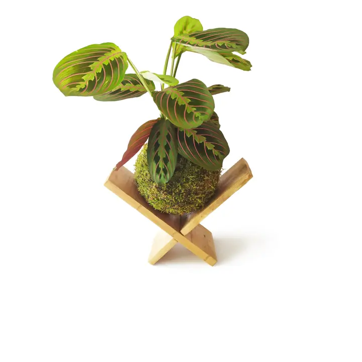 Kokedama Maranta + SOPORTE MADERA / Kokedamus / planta interior - decoración del hogar - planta natural - elaboración artesanal - 1