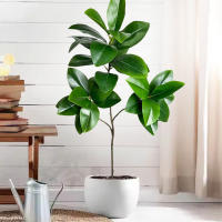 Falsa Hoja De Magnolia Y Ficus 105cm Para Decoración De Jardín Patio Interior Oficina Hoja De Figura Artificial De 41.3 Pulgadas - details 2