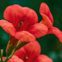 Trompeta Vine-Campsis taglibuana 'Mme Galen'-Altura 110-120cm-de 17cm - details 2