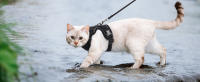 Correa Y Arnés Para Gatos Para Pasear Resistente Al Escape Vestido Suave Ajustable Fácil Control Para El Manejo De Los Gatos - details 3