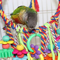 Juguetes Para Pájaros Colgantes De Anillos Y Swing Con Cordones De Madera Y Plástico Para Periquitos Juguete Mordedor De Madera Y Plástico Para Pájaros - details 4