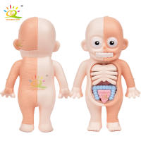 Puzzle 3D De Anatomía Humana Montessori Para Niños HUIQIBAO Juguete Educativo De Aprendizaje Para Niños Modelos De Organos Corporales Instrumento De Enseñanza - details 2