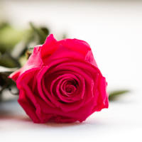 Rosa Eterna Verdecora 30cm | Planta Duradera Sin Mantenimiento | Decoración Natural - Rojo - details 0