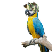 1pc Casco De Pollo Para Pequeños Mascotas Herramienta De Protección Para Pájaros Gansos Cerdas Material De Plástico - details 3