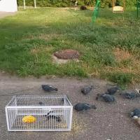 Cage Automática Para Pájaros Coche De Ratón Con Entrada Sola Sin Salida Cages De Almacenamiento Portátil De Hierro Reforzado Para Pigeons - details 12