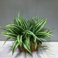 Hojas De Aloe Vera Artificiales 36cm Plástico Agave Falso Chlorophytum Comosum Para Decoración De Jardín Y Festivales - details 6