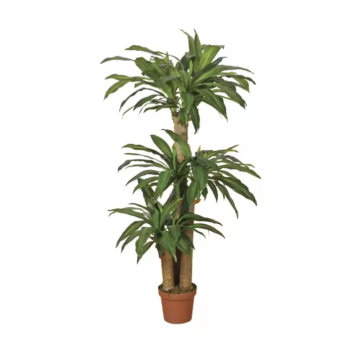 Catral | Planta Artificial Drácena 145 Cm | Plantas Artificiales Realistas | Decoración Para Hogar Y Oficina | Planta Artificial Grande | Perfecta Para Ambientes Modernos - 1