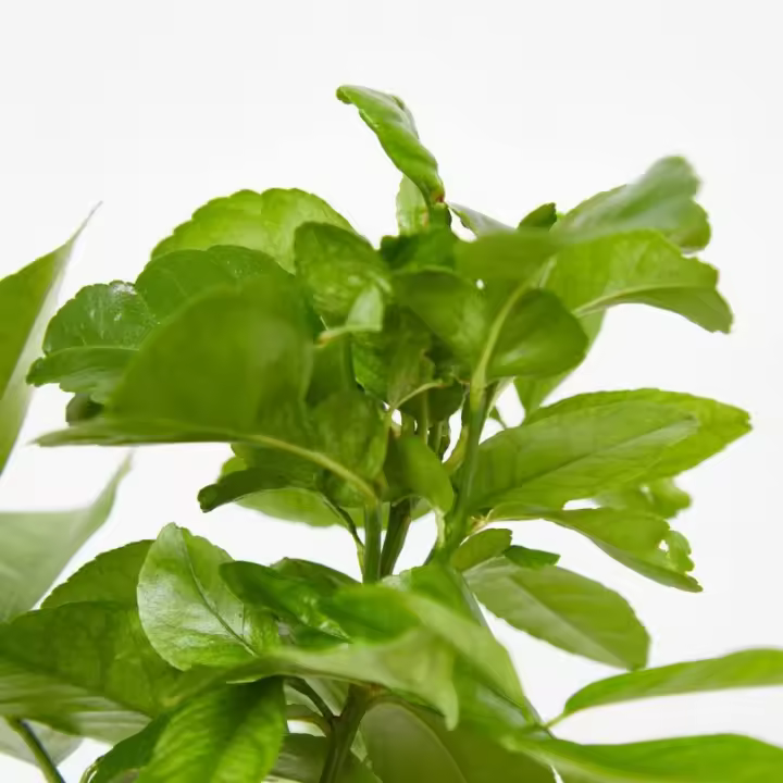 Verdecora Limonero 4 Estaciones Árbol Cítrico Planta Natural de Exterior en Maceta - 1
