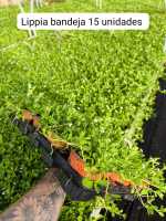 LIPPIA NODIFLORA X 30 UNIDADES Plantas y Jardinería- Tolerante a la sequía- Cesped Apto para mascotas,  Lippia Nodiflora Resistente altas temperaturas y bajas temperaturas -  Apto tapizar caminos y senderos del jardín- Reemplazo del cesped tradicional - details 0