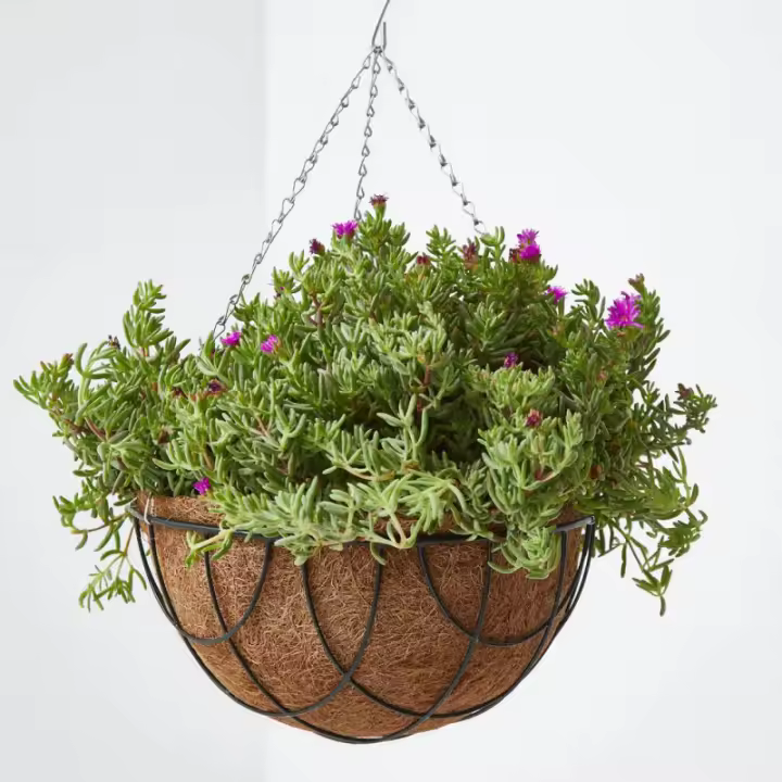 Verdecora MESSEM TARRINA 22CM COLGANTE Planta Natural Exterior - 1