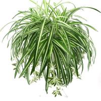 Pared De Plantas Artificiales Chlorophytum PVC Verde 65cm Decoración De Sala De Estar Falso Flor Simulación Rattan Origin China - details 1