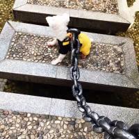 Correa De Perro De Cadena Gruesa Y Dorada Divertida Para Exteriores Correa Básica De Plástico Para Todos Los Estadios Del Perro - details 7