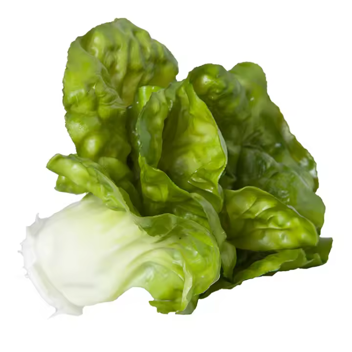 LECHUGA II - 1