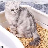 SMELL & SMILE Lecho Higiénico de Pellets para Gatos, Conejos y Roedores ,20L ,100% Biodegradable ,Control de Olores y Libre de Polvo ,Absorción Rápida, Natural y Sin Aditivos ,Ideal para Areneros y Jaulas - details 2