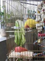 Soporte Para Alimentos Pequeño Para Pájaros Accesorio De Jaula De Pájaros Clip Para Frutas Vegetales Y Hueso De Cuttlefish Para Periquitos Y Otros Pequeños Animales - details 5