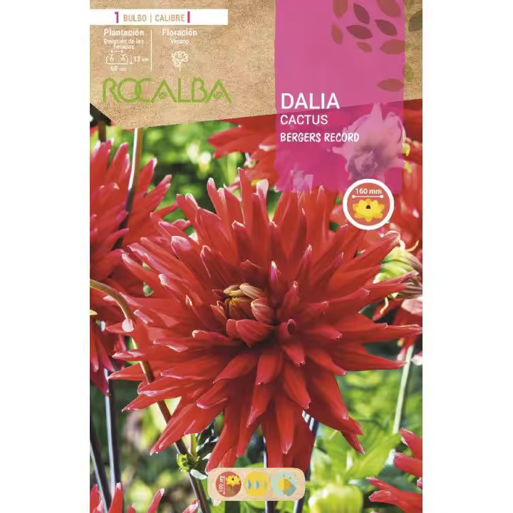 Rocalba Bulbo Dalia Cactus Rojo Escarlata 1 Unidad de Máxima Calidad - 1