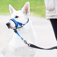 2-Pack Amarras Ajustables De Nylon Para Perros Con Costuras Reinforteadas Correa De Seguridad Para Entrenamiento Y Caminatas Sin Líder - details 3