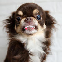 Dientes Falsos Para Perro Divertidos Disfraz De Dentadura Dental Para Decoración De Mascotas Halloween Cosplay Humanos Y Vampiros Juguetes De Interacción - details 32