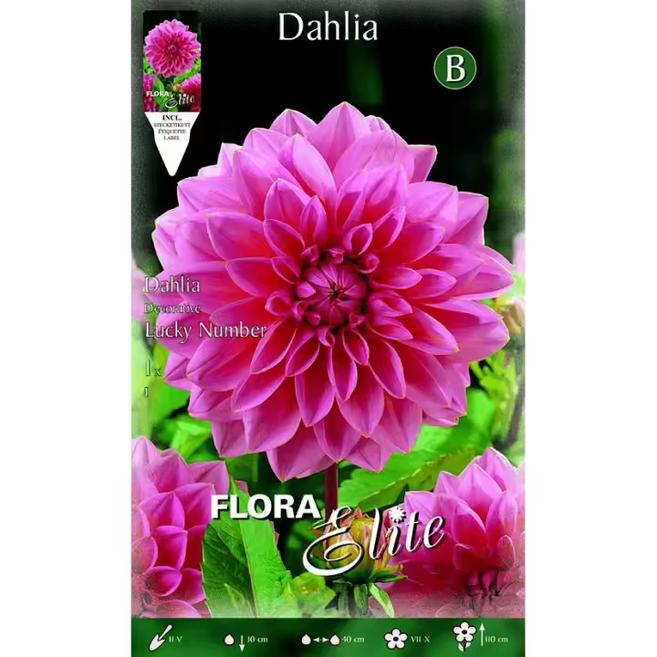 Bulbo Dalia decorativa rosa flor grande 1 ud - 1