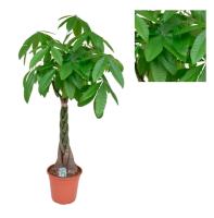 Planta natural Pachira Aquatica. Árbol del Dinero. Segura Garden. Es fácil de cuidar, atrae la prosperidad según la cultura china, y su follaje exuberante mejora la estética del hogar. - details 0
