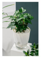 Maceta Hidroponía Automática Transparente Doble Capa De Plástico Para Oficina Maceta Self Watering Para Plantas Y Flores - details 13