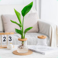 Vaso Hidroponico De Escritorio Con Tapa Terrarium Para Propagación De Plantas Decoración Para Hogar Apartamento Oficina - details 3