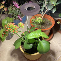 Luz De Crecimiento LED Solar Interior De Espectro Completo Con Cuatro Niveles De Ajuste Para Plantas Carníferas Y Flores Luz De Relleno Telescopio Para Suelo - details 5