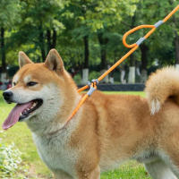 Correa Y Collar Para Perros De Nylon Doble Mano Para Entrenamiento Sin Arrastre Fuerte Para Perros Medianos Y Puppies - details 5