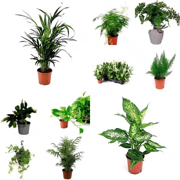 Pack de 10 plantas natural de interior en maceta de 9 cm. Purifican el aire, reducen el estrés, mejoran la concentración y añaden belleza al hogar. También regulan la humedad, absorben ruido y crean un ambiente más saludable y acogedor. Segura Garden - 1