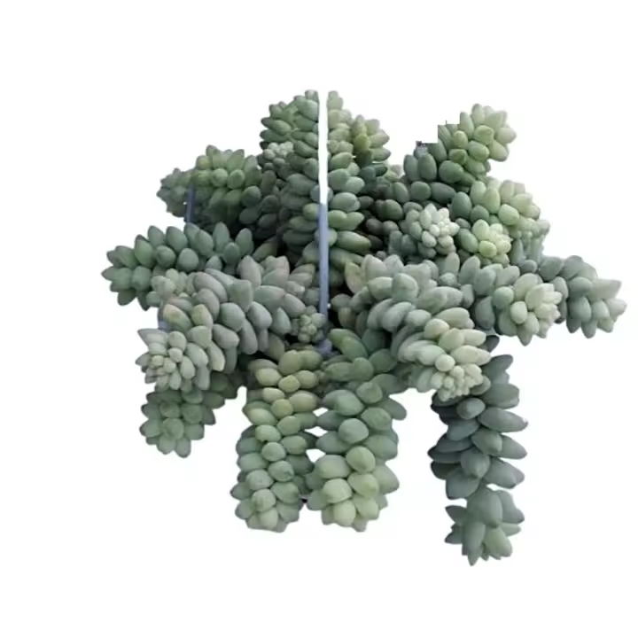 Planta natural Sedum Burrito.  Segura Garden. El sedum burrito es ideal para jardines por su resistencia a la sequía, bajo mantenimiento, y atractivo follaje colgante que mejora la estética del espacio. - 1