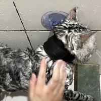 Accesorios De Baño Para Mascotas Ganchos De Succión Ajustables Para Perros Y Gatos Correa De Tracción Para Bañar Y Peinar a Tus Animales - details 2