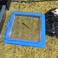 Acuario Multifuncional Para Peces Caja De Cría Y Aislamiento De Peces Material Acrílico Claro Alta Transparencia Tangente Doble Para Guppys Y Hidratación De Crias - details 4