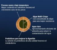 Tetra Pro Algae Multi-Crisps - Alimento completo con un valor nutritivo óptimo, concentrado de algas adicional favorece la resistencia de los peces, 250 ml - details 3