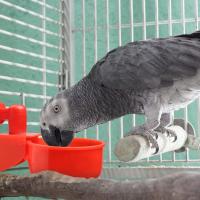 6-36pcs Dispensador Automático De Agua Para Pollos Bebedero De Pájaros Granja Suministros Para Aves Como Pollo Pato Ganso - details 2
