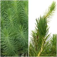 ¡¡¡ 10 Plantas !!! natural Pino piñonero. Pinus Pinea. 20-30 cm. En cepellón listos para plantar. Plantar un pino piñonero ayuda al medio ambiente, provee sombra, belleza y piñones nutritivos. - details 0